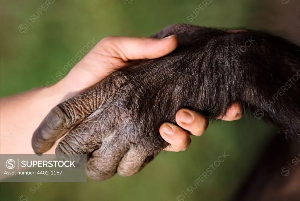 Human and chimp hands