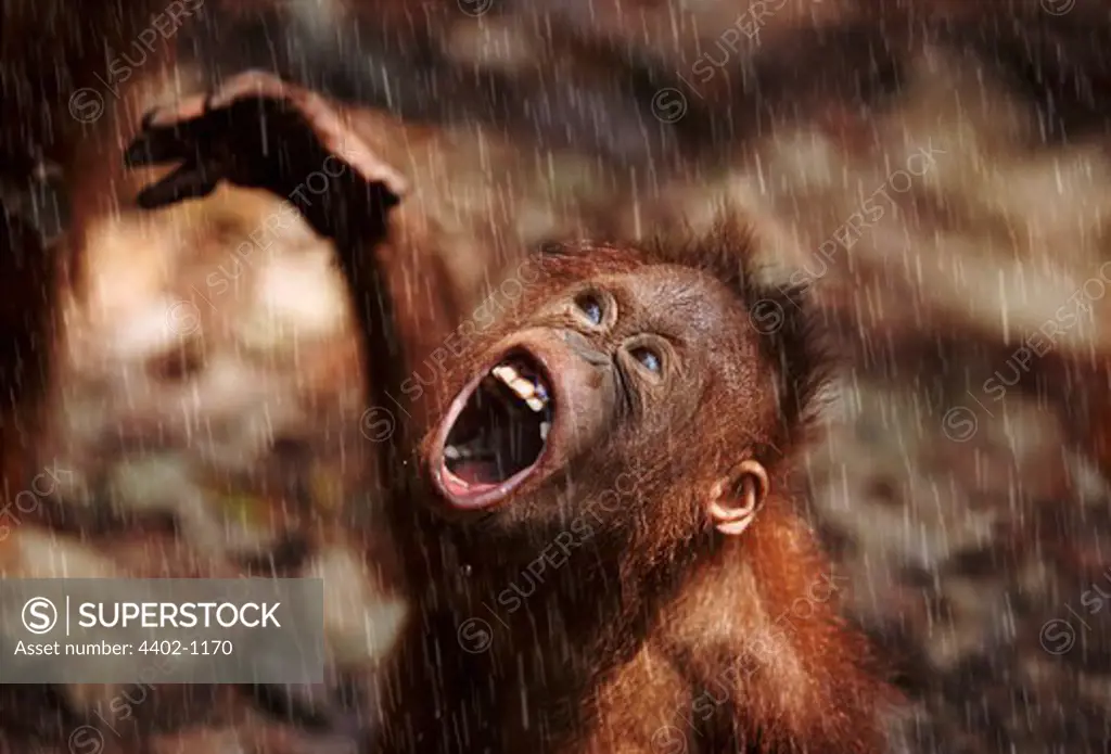 Young Bornean orangutan in the rain, Borneo