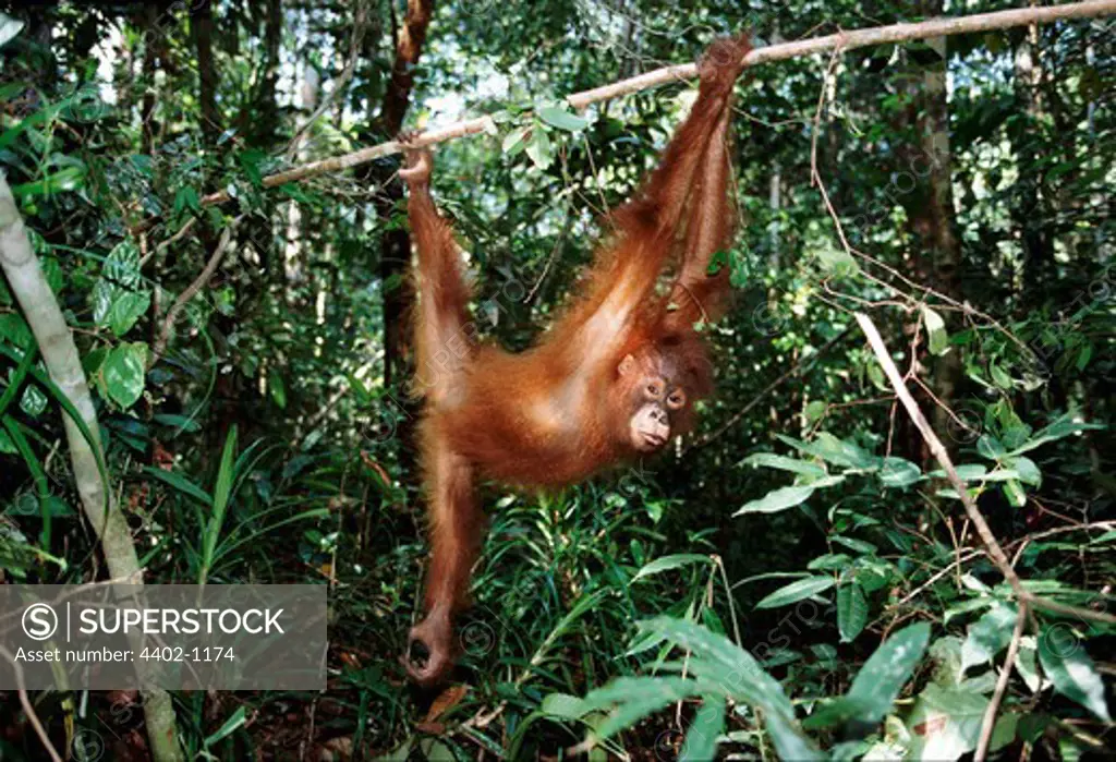 Young Bornean orangutan, Borneo