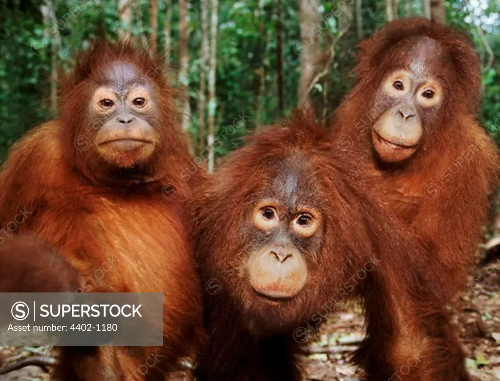 Three juvenile Bornean orangutans, Tanjung Puting, Borneo