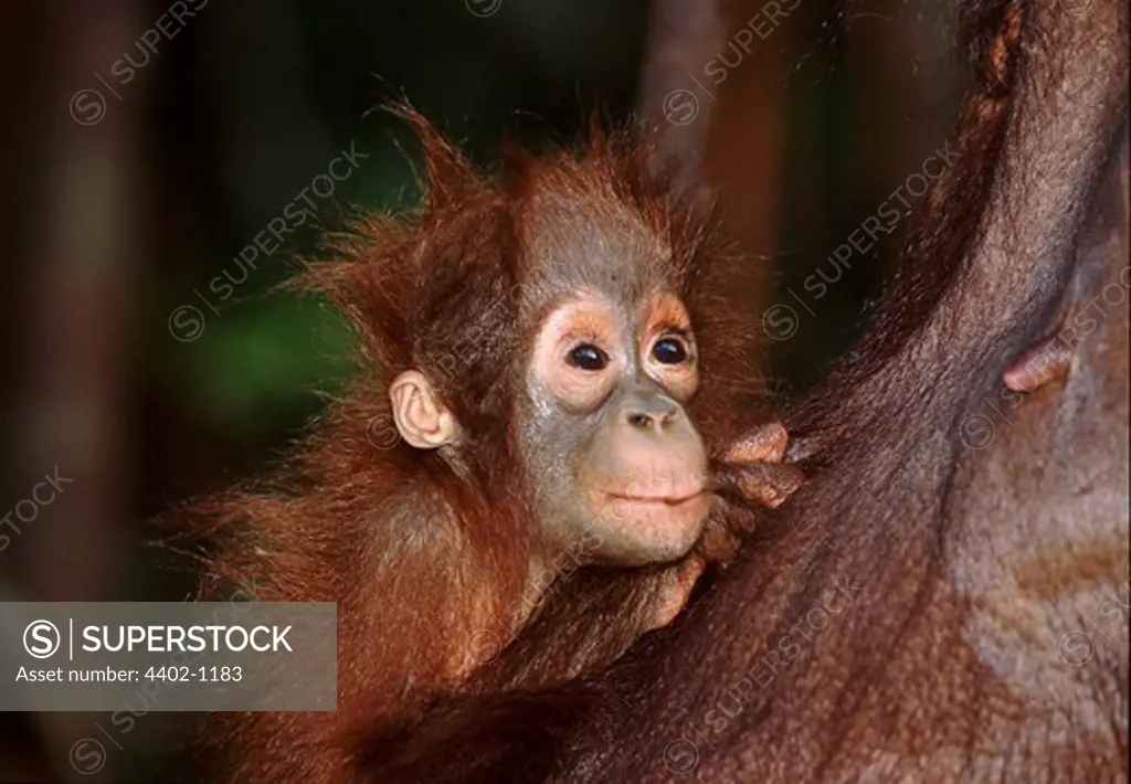 Baby Bornean orangutan with mother, Borneo