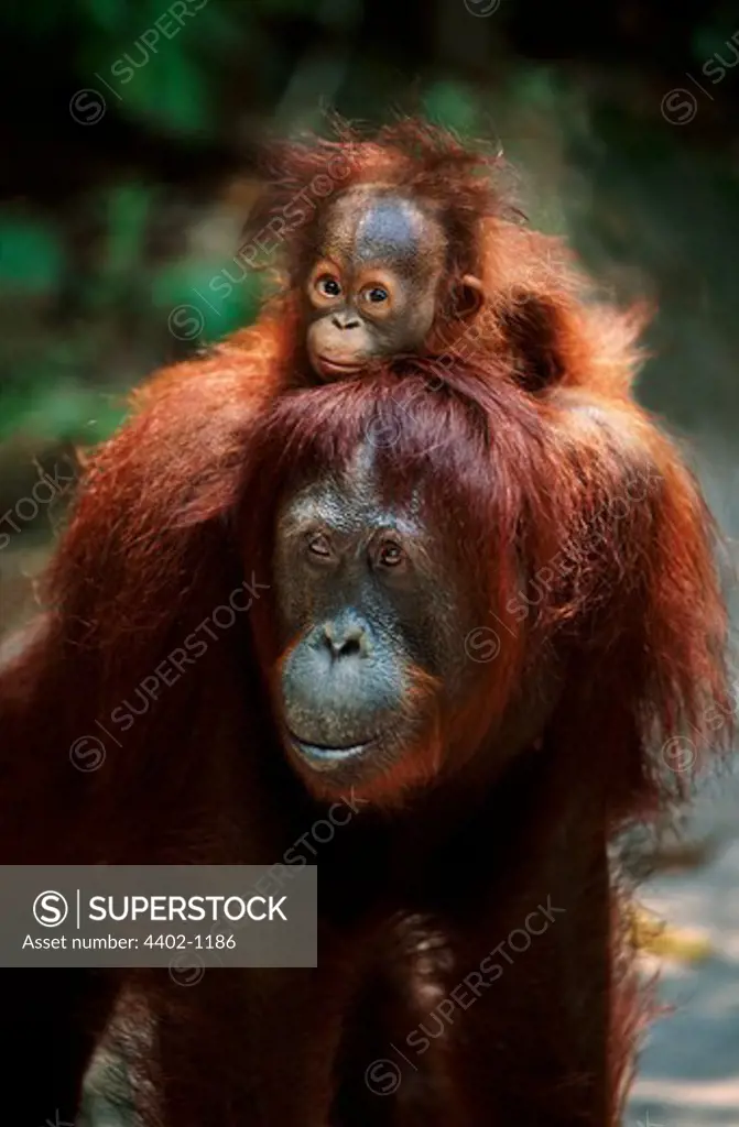 Mother and baby Bornean orangutan, Borneo