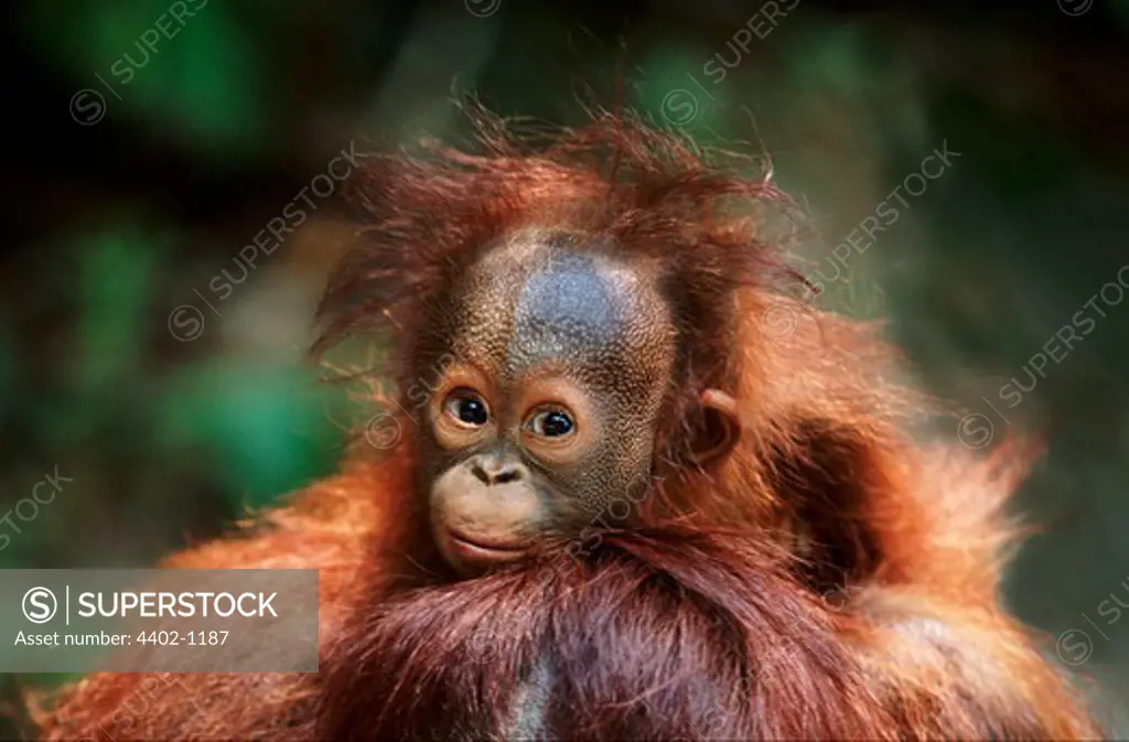 Baby Bornean orangutan on mother's back, Borneo