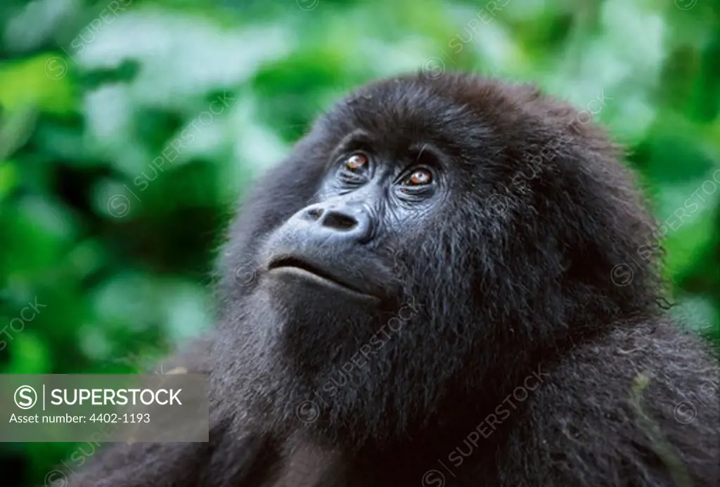 Female mountain gorilla, Parc des Virungas, Democratic Republic of Congo