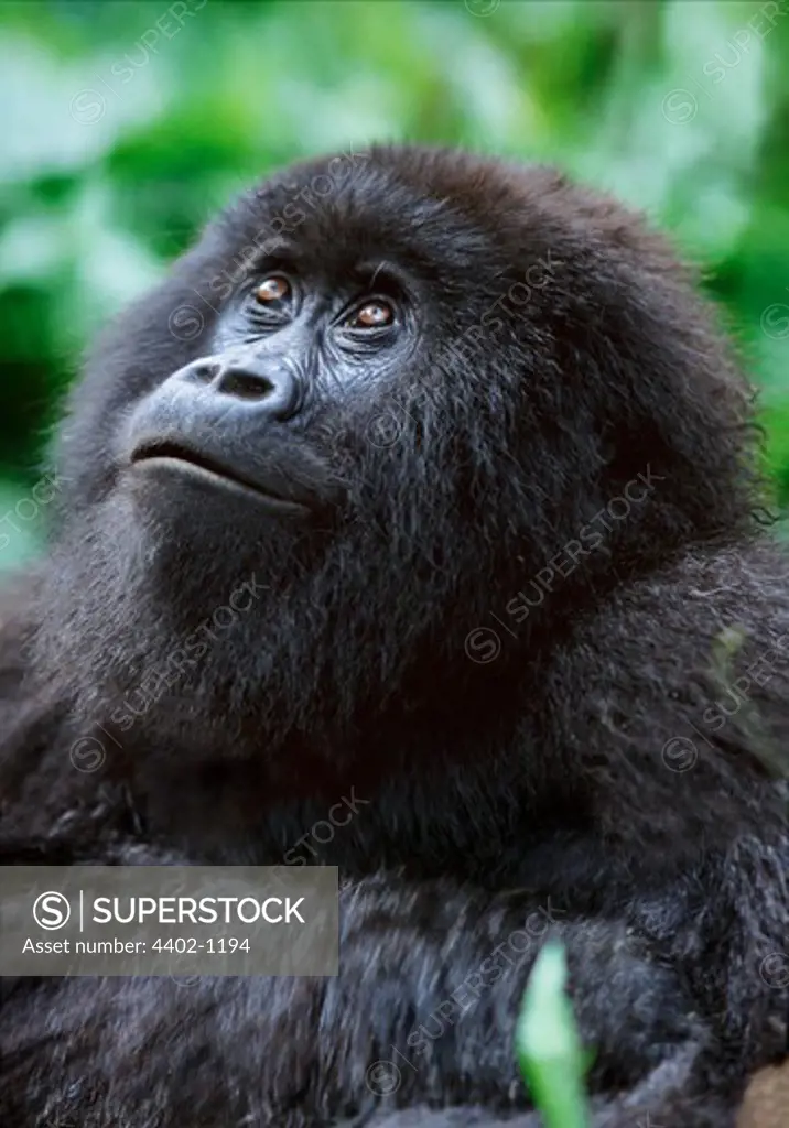 Female mountain gorilla, Parc des Virungas, Democratic Republic of Congo