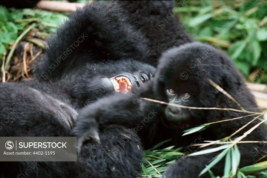 Mountain gorilla mother and baby, Parc des Virungas, Democratic Republic of Congo