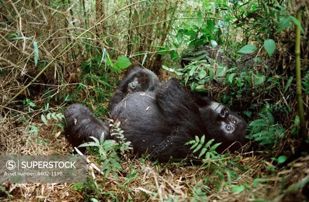Mountain gorillas, Parc des Virungas, Democratic Republic of Congo