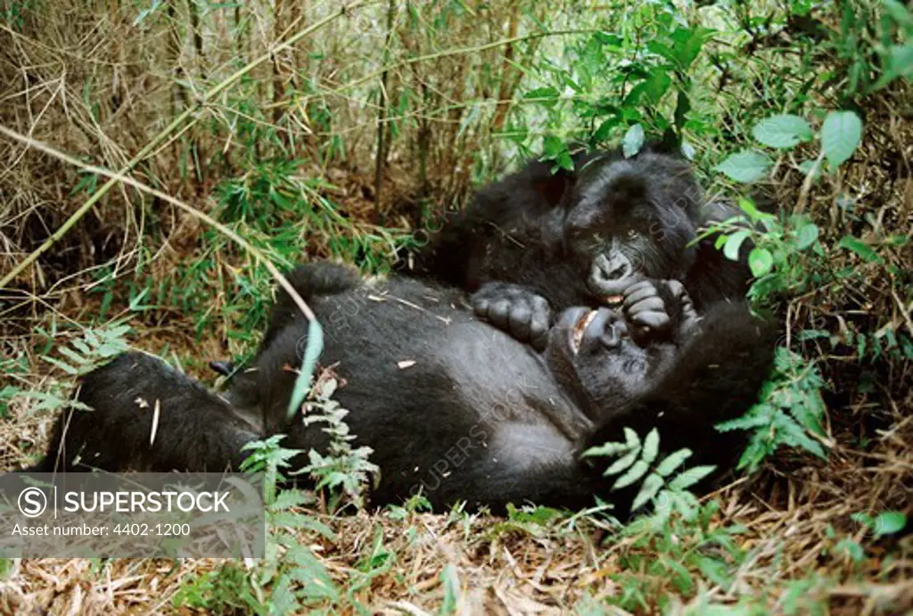 Mountain gorillas, Parc des Virungas, Democratic Republic of Congo