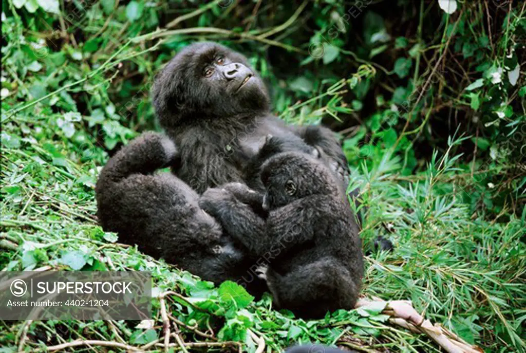 Mountain gorillas, Mgahinga National Park, Uganda