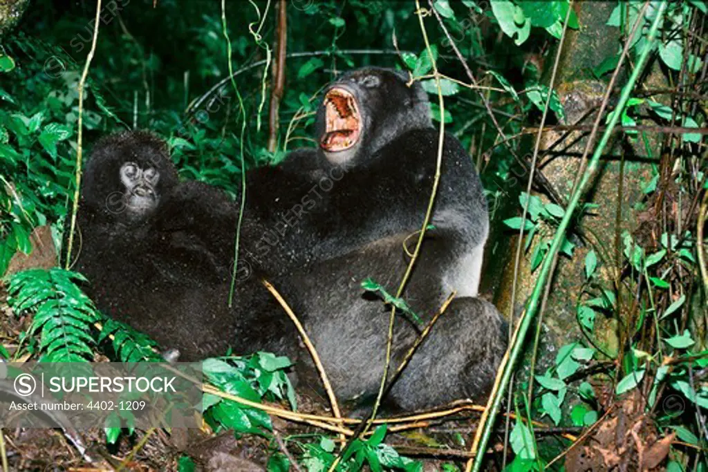 Mountain gorillas in the crater of an extinct volcano, Parc des Virungas, Democratic Republic of Congo