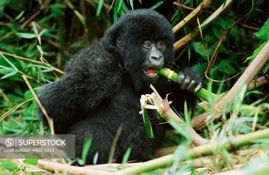 Mountain gorilla eating bamboo, Parc des Virungas, Democratic Republic of Congo