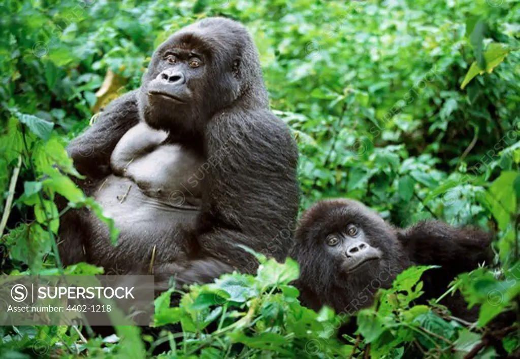 Silverback and female mountain gorillas , Parc des Virungas, Democratic Republic of Congo
