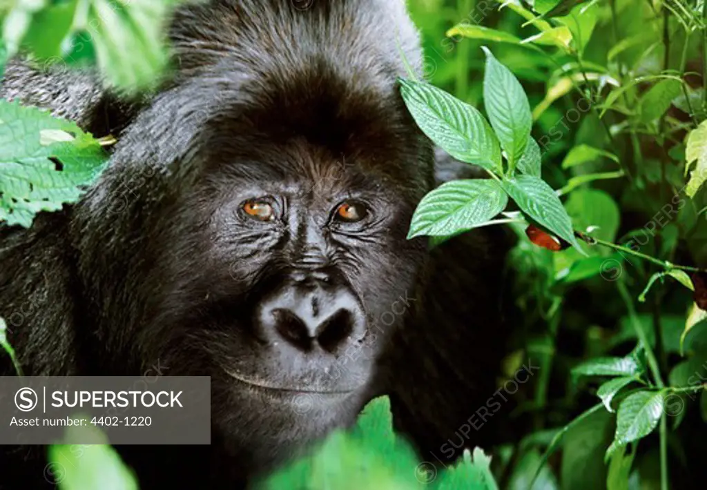 Silverback mountain gorilla, Mgahinga National Park, Uganda