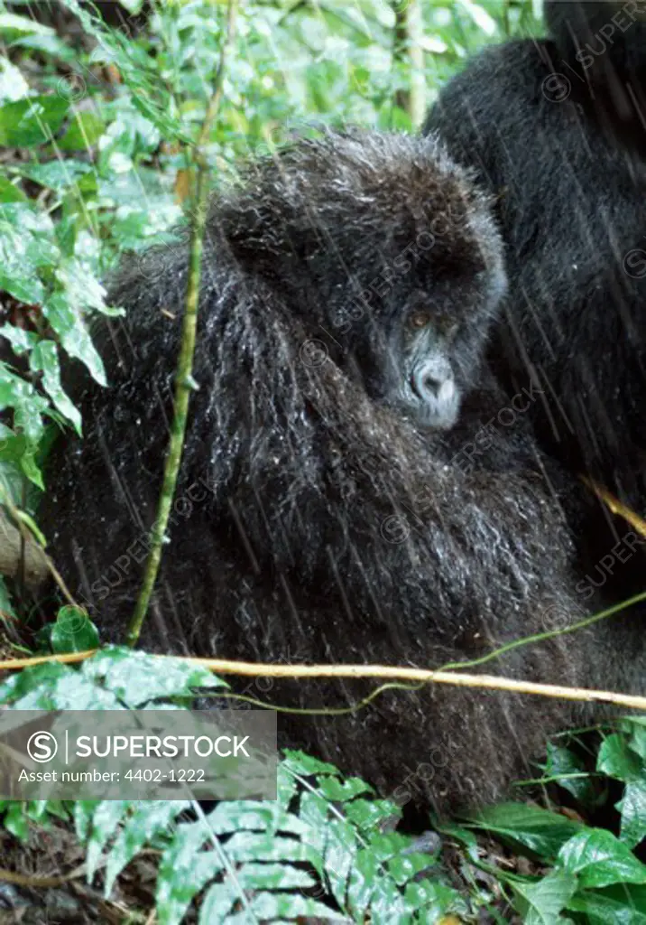 Mountain gorilla in the rain, Parc des Virungas, Democratic Republic of Congo