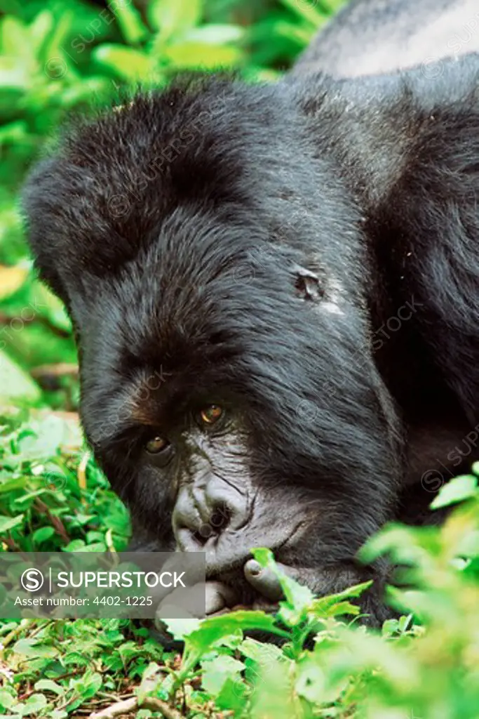 Silverback mountain gorilla, Mgahinga National Park, Uganda