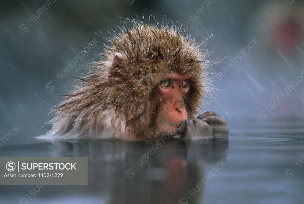 Snow monkey (Japanese macaque) in the hot springs, Jigokudani National Park, Japan