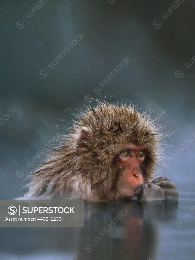 Snow monkey (Japanese Macaque), Jigokudani National Park, Japan