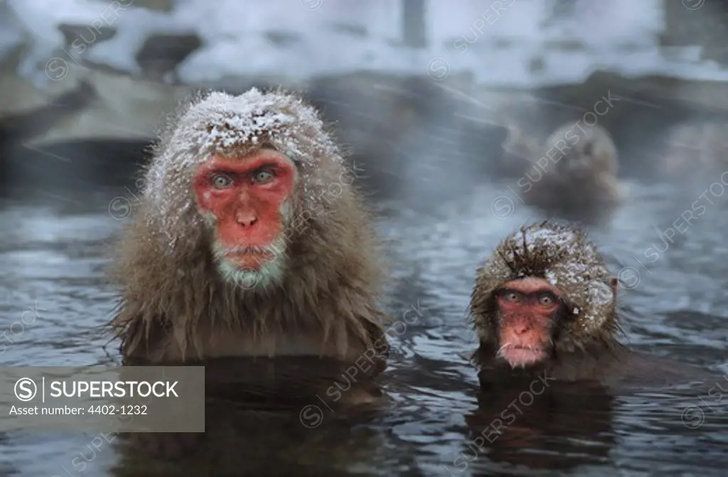 Snow monkeys (Japanese macaques),Jigokudani National Park, Japan