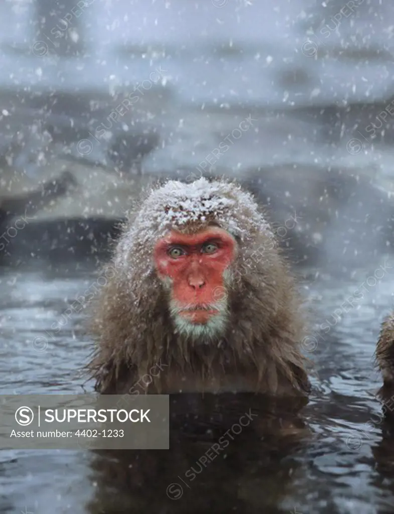Snow monkey (Japanese macaque), Jigokudani National Park, Japan