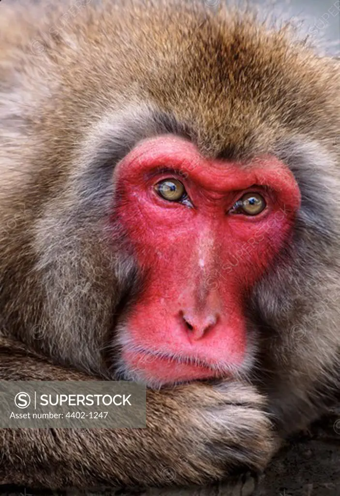Snow monkey (Japanese macaque), Japan