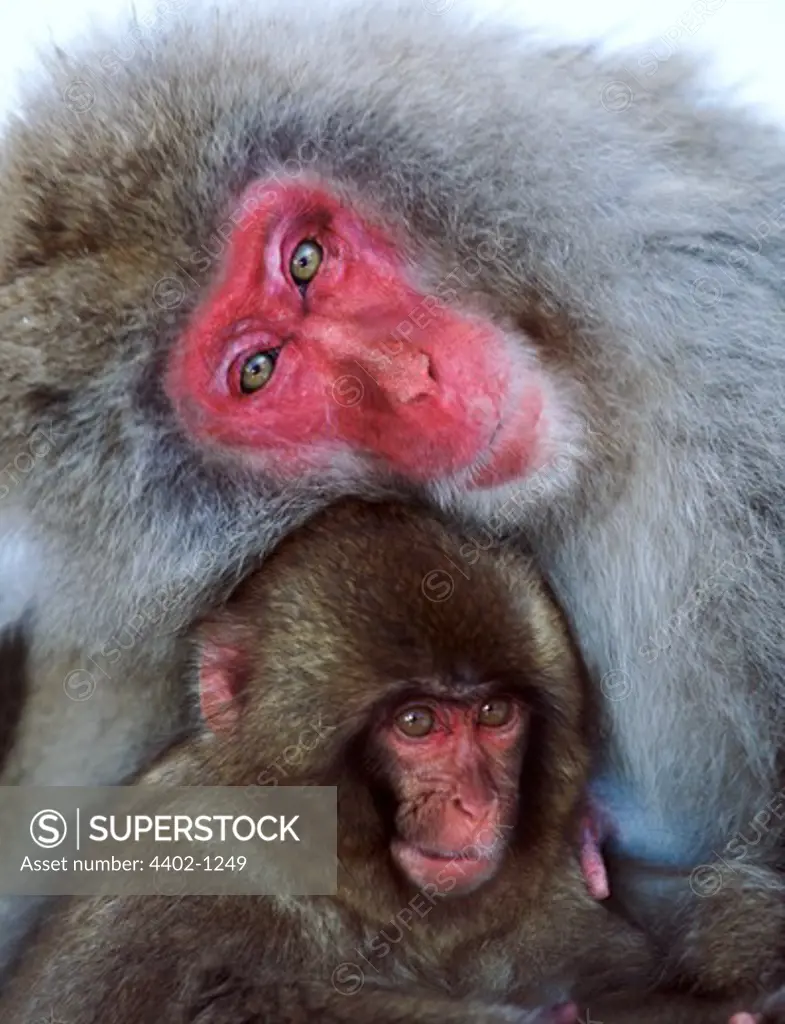 Mother and baby Snow monkeys (Japanese macaques), Jigokudani National Park, Japan