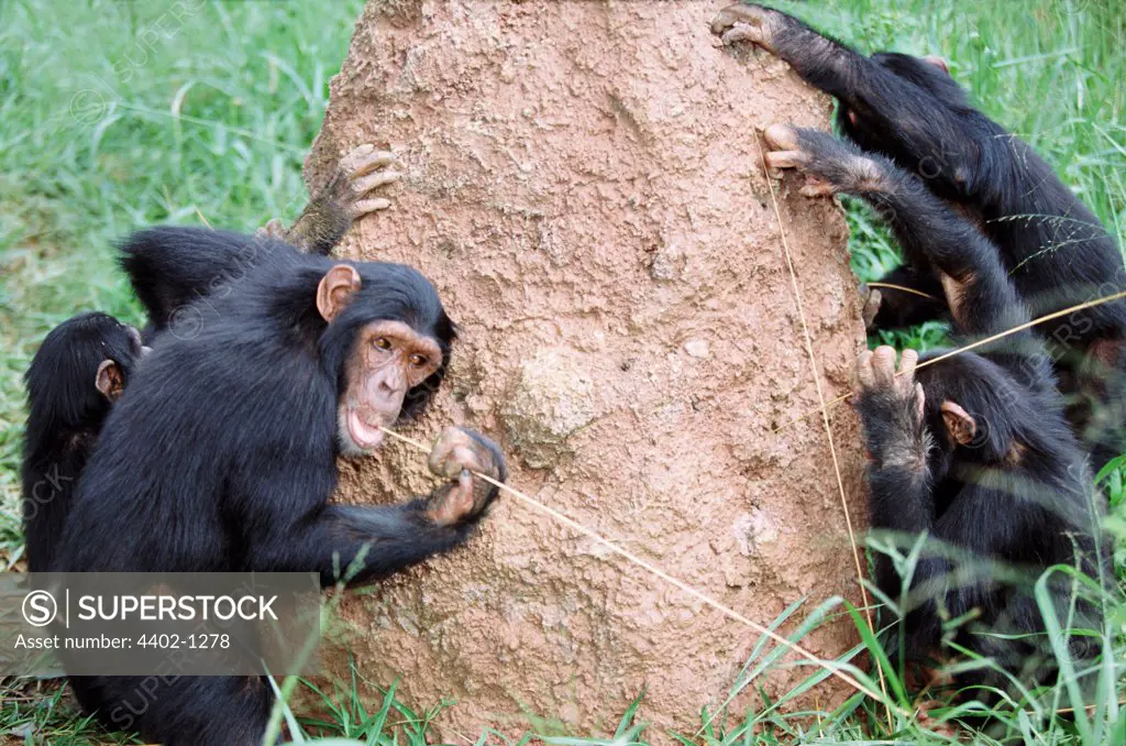 Chimpanzees using sticks as tools to fish for termites, Uganda