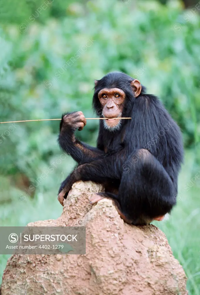 Chimp on a termite mound eating termites off a stick, Uganda