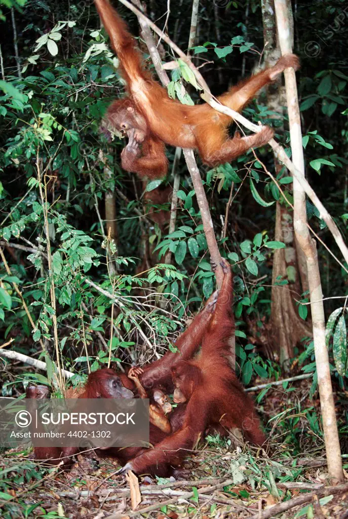 Two young Bornean orangutans with mother and baby, Borneo
