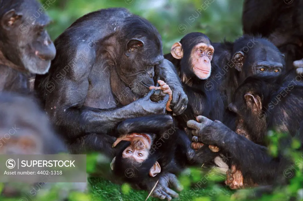 Chimpanzees grooming (captive)
