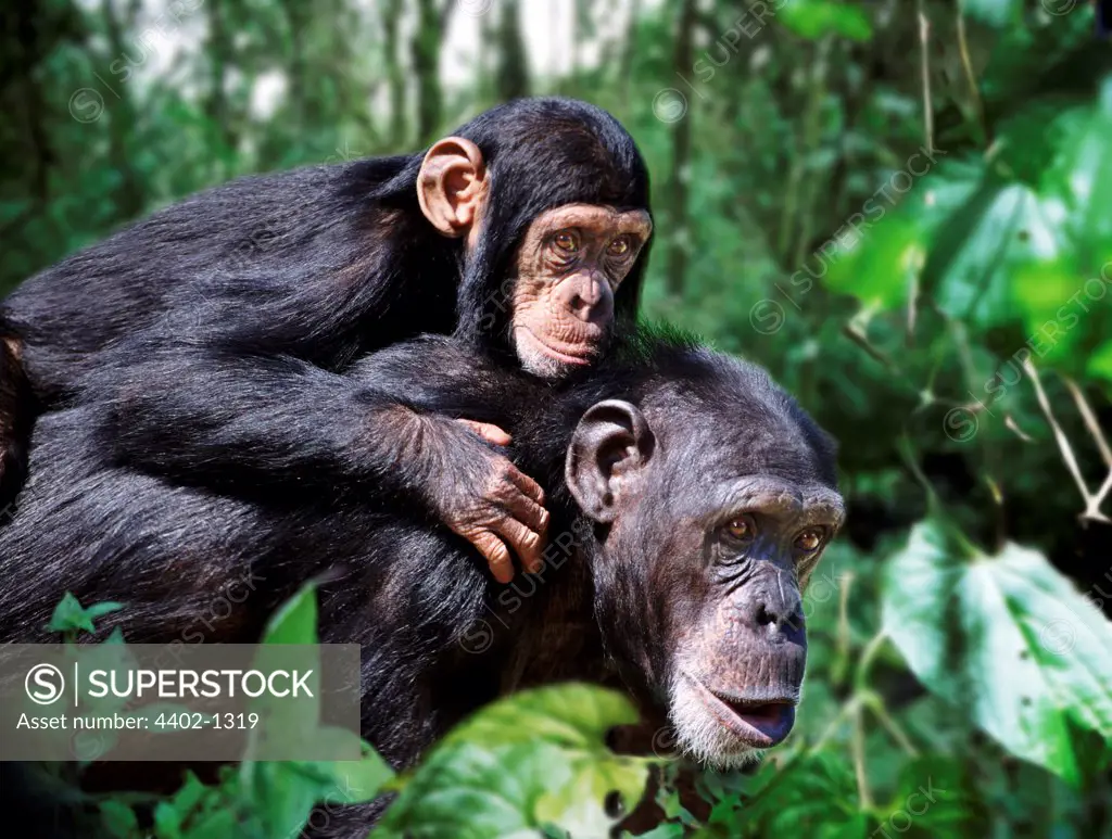 Chimpanzee mother and young (captive)
