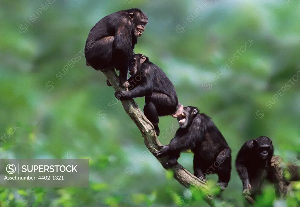 Chimpanzees, Uganda