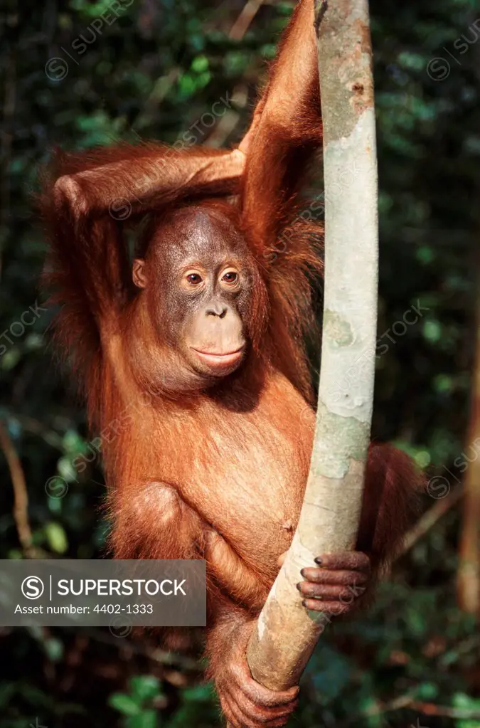 Young Bornean orangutan, Borneo