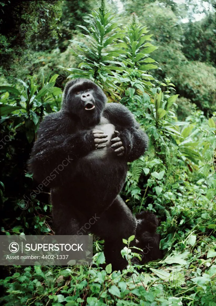 Silverback mountain gorilla beating his chest Rwanda.