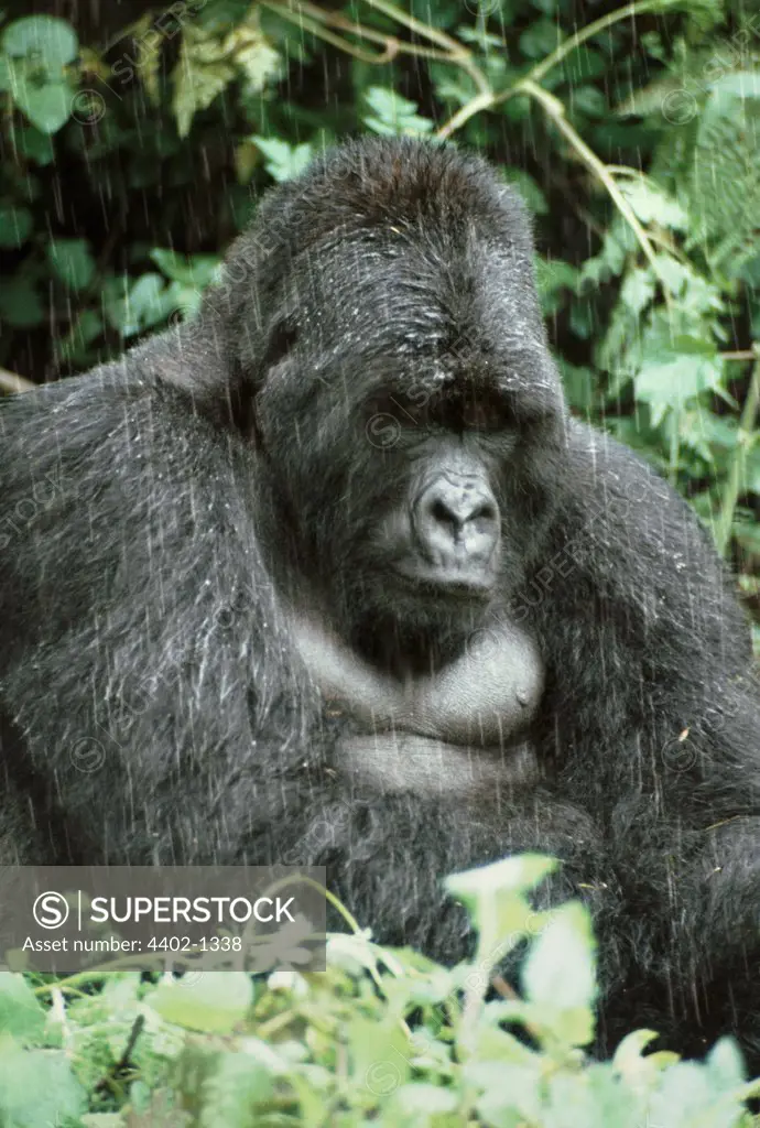 Silverback mountain gorilla, Rwanda.