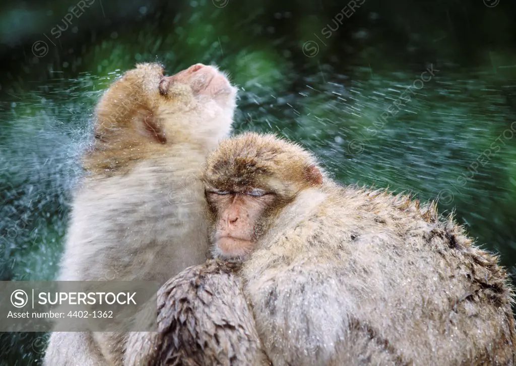 Barbary apes (rhesus macaques) shaking water from themselves (captive)