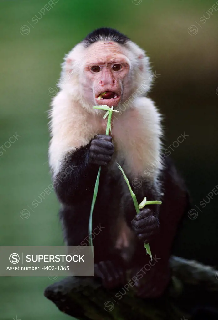 Black-capped capuchin monkey feeding (captive)