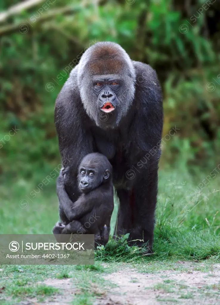 Western lowland gorilla mother and baby (captive)
