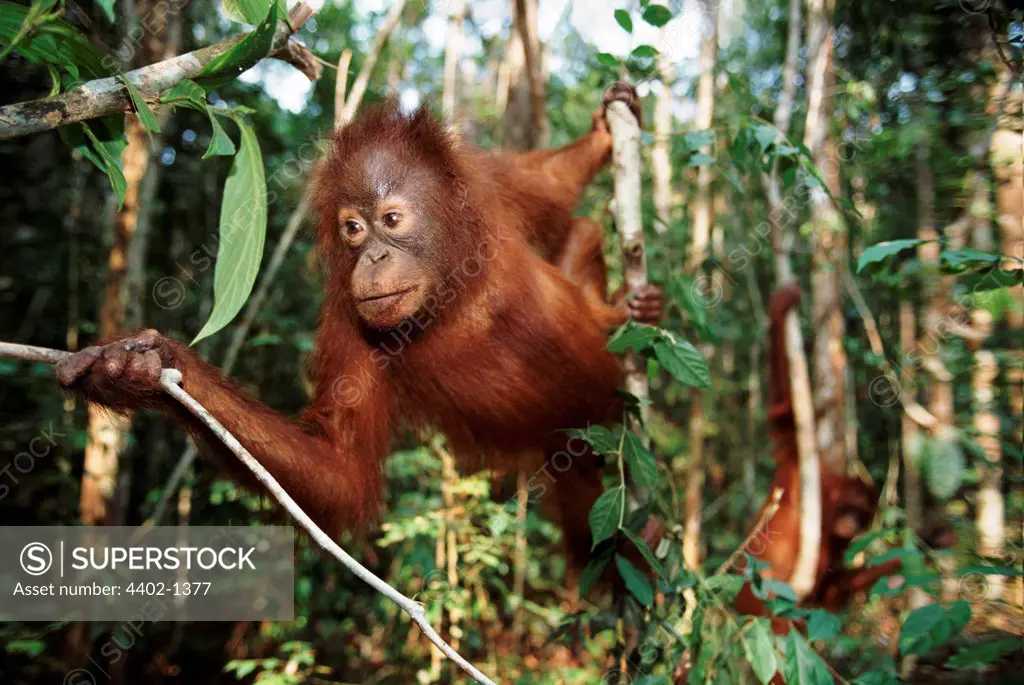 Juvenile Bornean orangutan, Tanjung Puting, Borneo