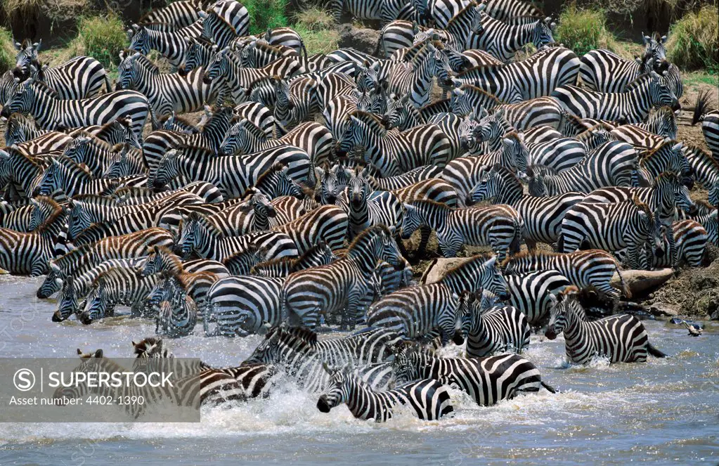 Burchell's Zebras crossing Mara River on migration, Africa