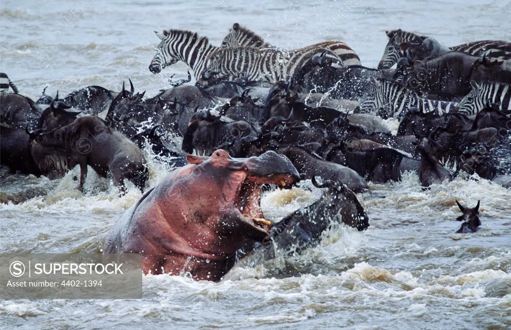 Hippopotamus with zebras and wildebeest crossing Mara River during migration, Kenya
