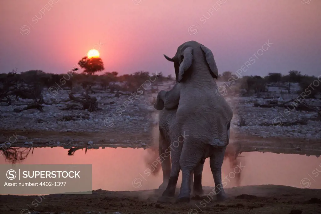 African elephants mating, Etosha National Park, Namibia