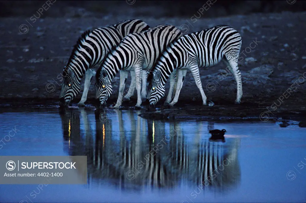 Zebras drinking from waterhole at night-time, Etosha National Park, Namibia