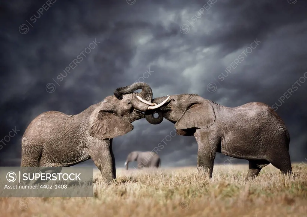 African elephants fighting against stormy sky, Masai Mara, Kenya