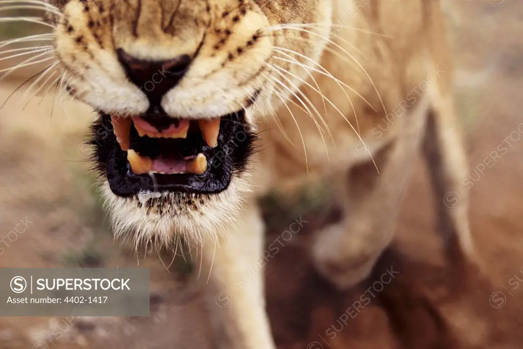 African lioness snarling, South Africa