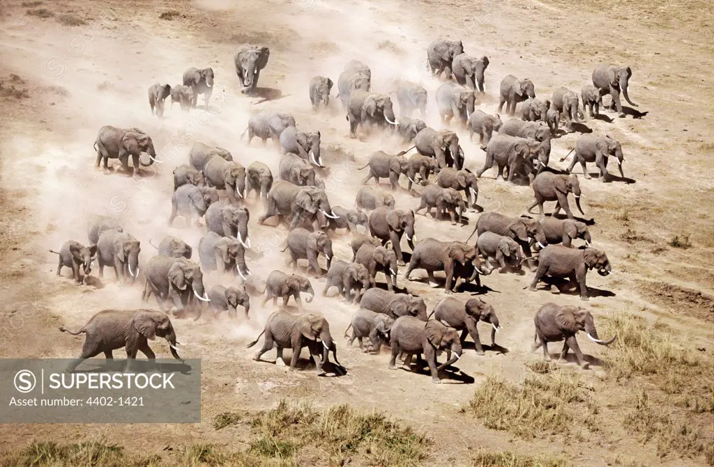 Aerial of African elephants, Amboseli National Park, Kenya