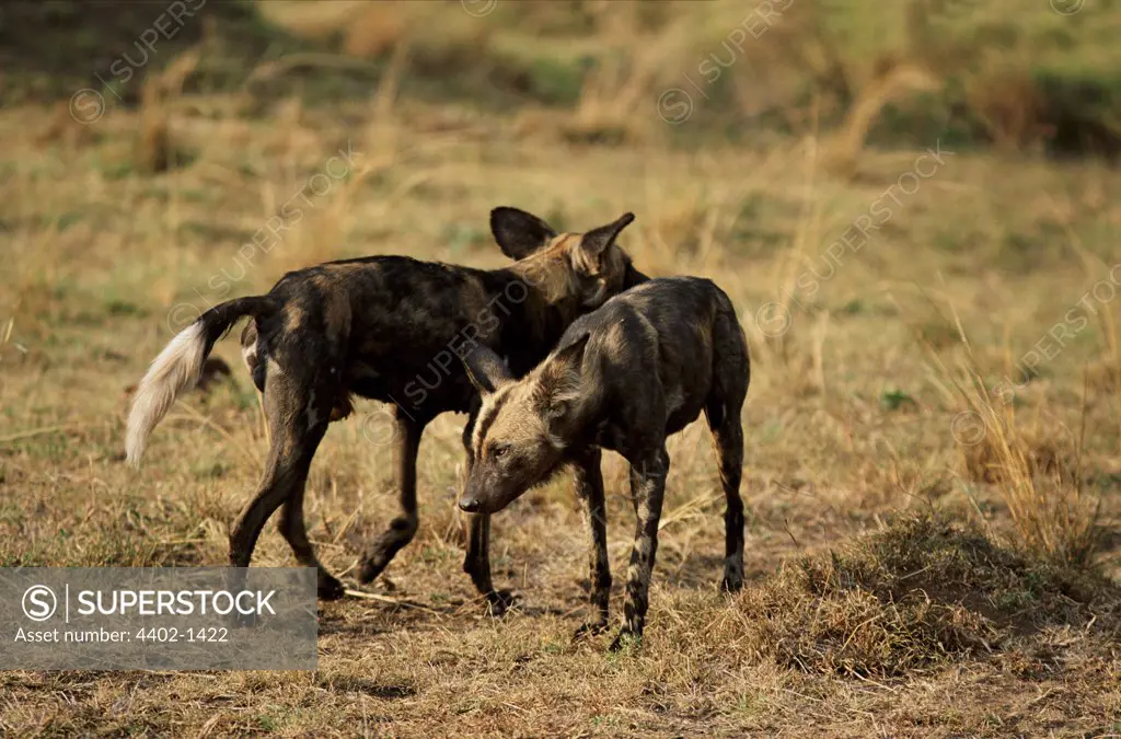 African wild dogs, Masai Mara, Kenya