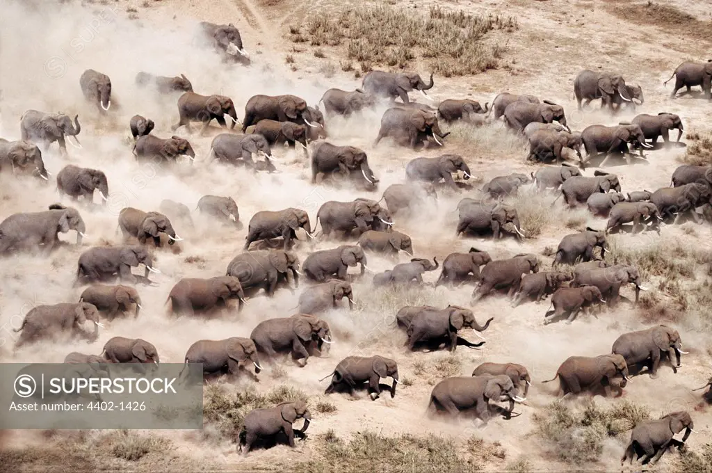 African elephant herd seen from the air, Amboseli National Park, Kenya