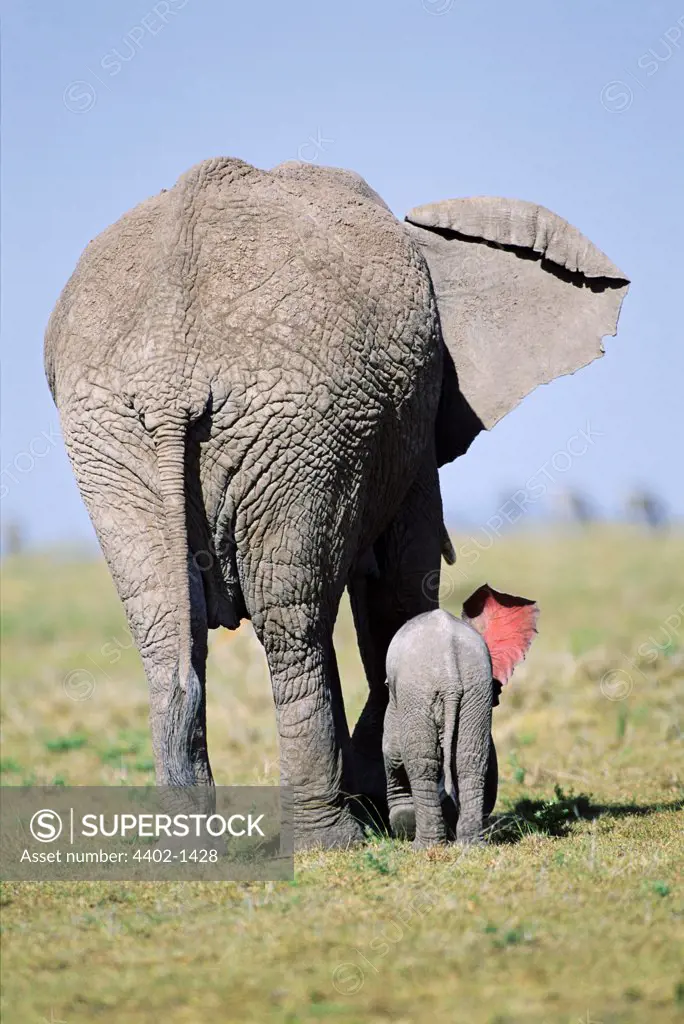 African elephant with week-old calf seen from the rear, Masai Mara, Kenya