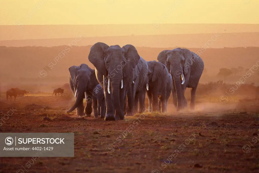 African elephant family at dawn, Masai Mara, Kenya