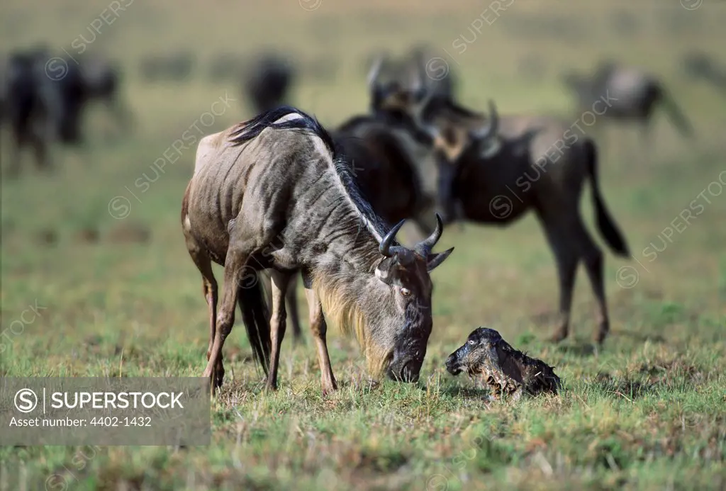 Wildebeest and newly born calf, Masai Mara, Kenya